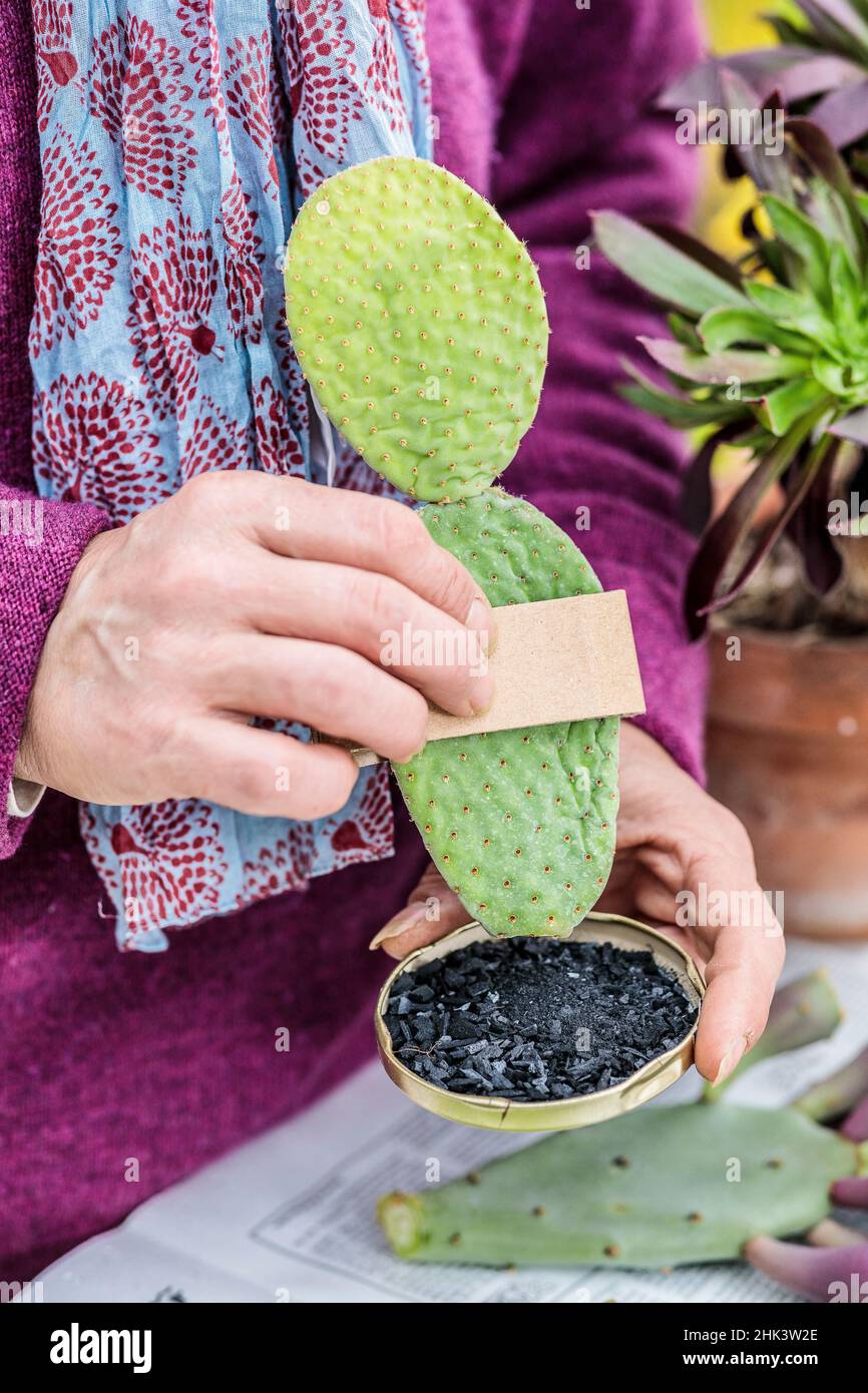 Corte de cactus (Opuntia): Remoje la base del corte en carbón para ayudar a sanar Foto de stock