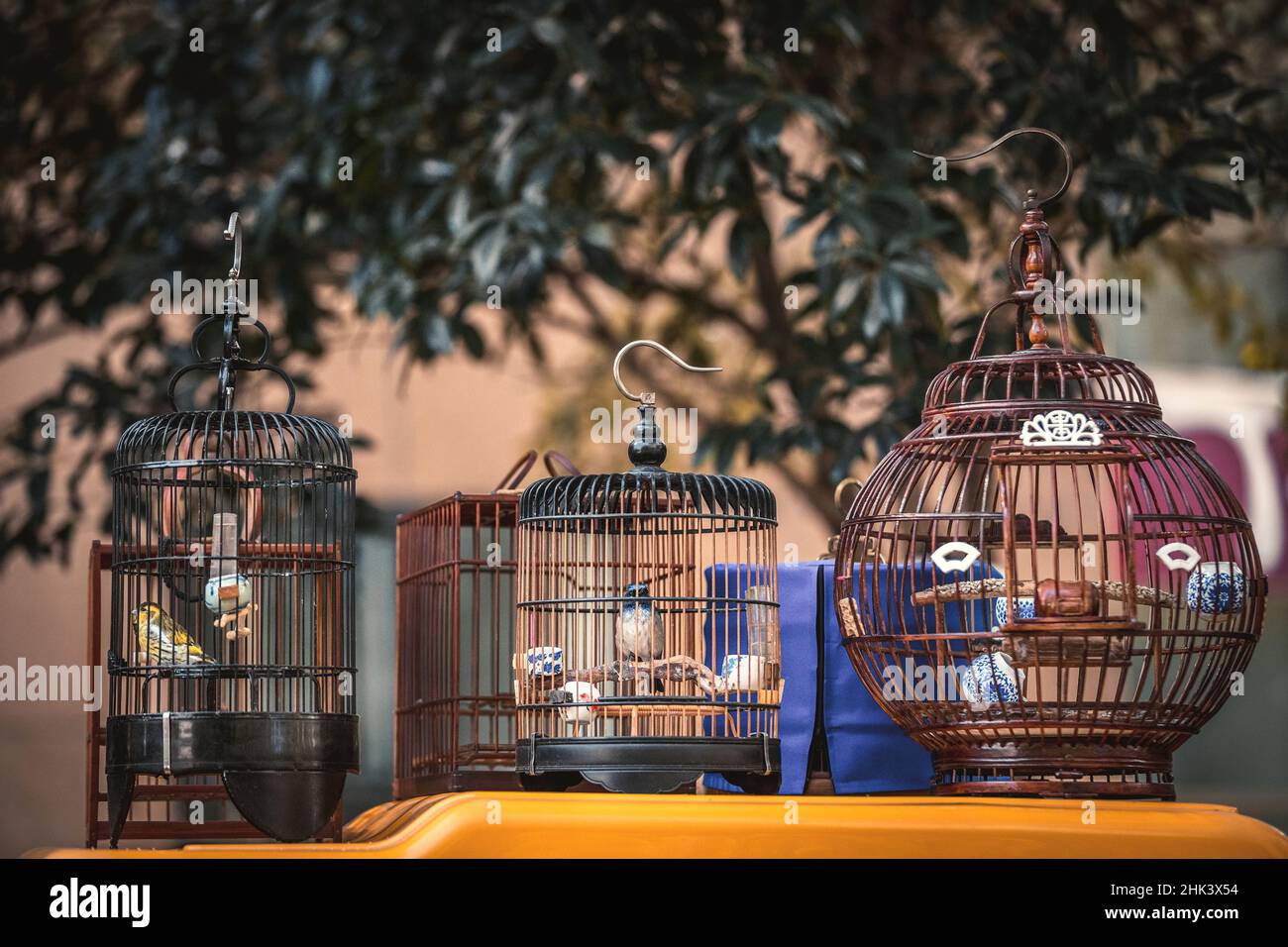 Pájaros en jaulas colgando en el mercado callejero de Hangzhou Foto de stock
