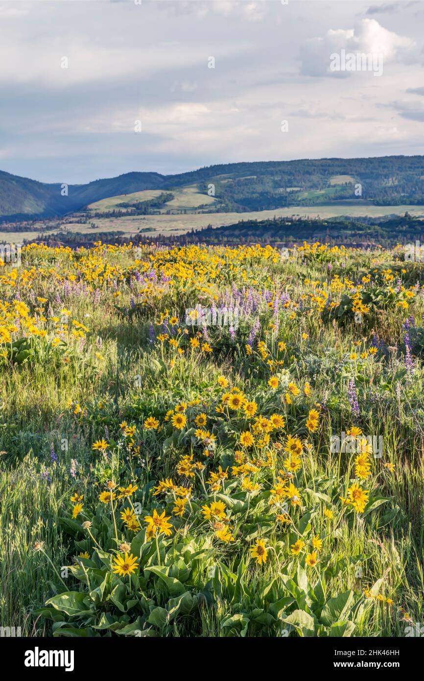 EE.UU., Oregón. Reserva Natural Tom McCall, flores silvestres de Rowena Plateau. Foto de stock