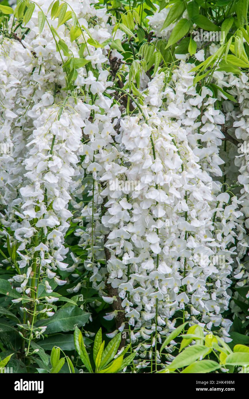 Estados Unidos, Estado de Washington, Seattle. Jardín Kubota, wisteria. Foto de stock