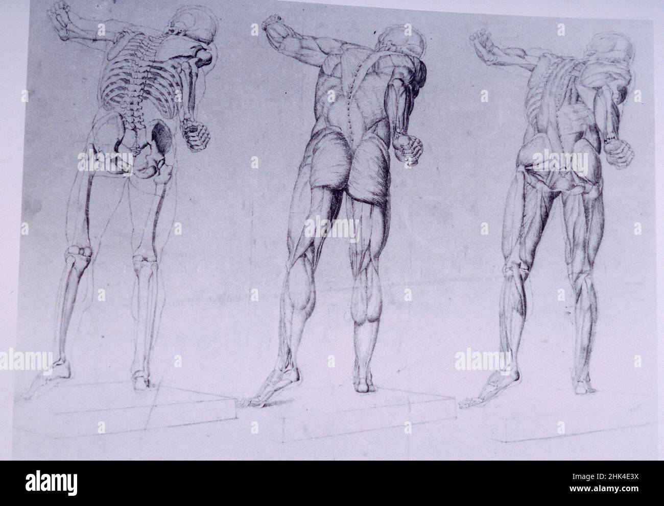 Dibujos anatómicos de la artista francesa Alphonse Perrin, 1900s Foto de stock