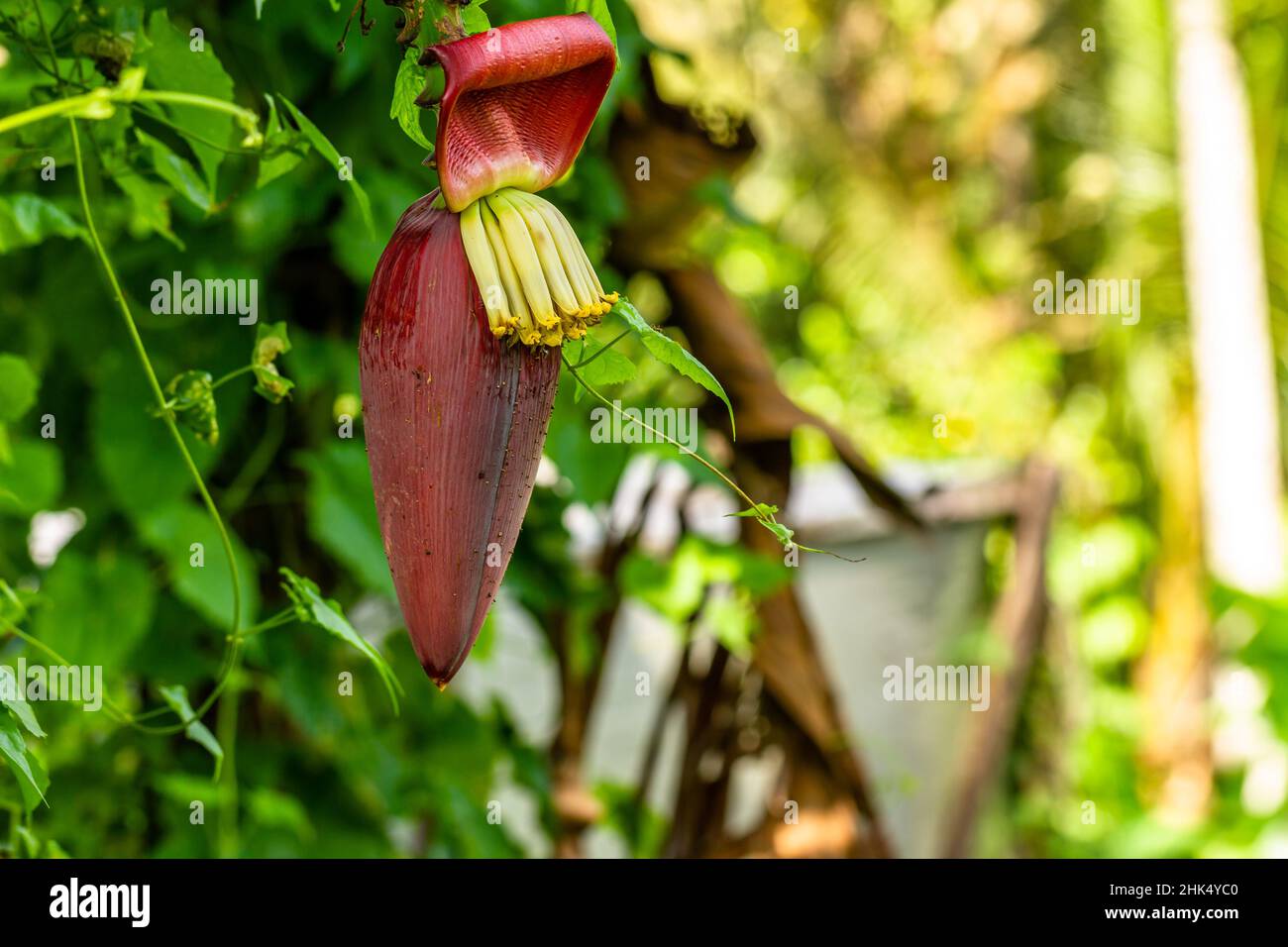 Plátano con hojas verdes anchas, tiene flores con pieles de flores rojas de ladrillo, follaje de fondo y luz solar Foto de stock