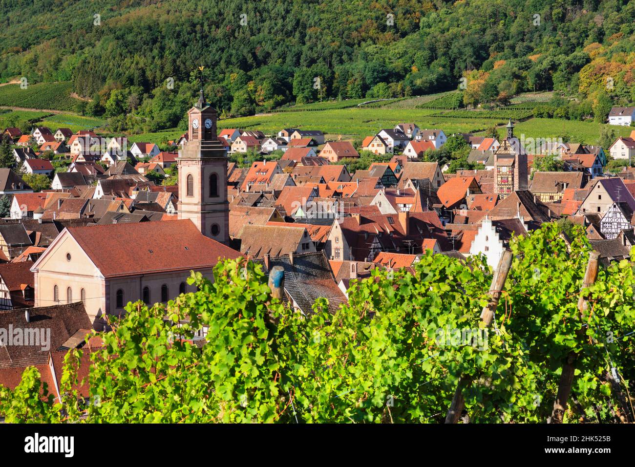 Riquewhir rodeado de viñedos, Alsacia, Ruta del Vino de Alsacia, Alto Rin, Francia, Europa Foto de stock