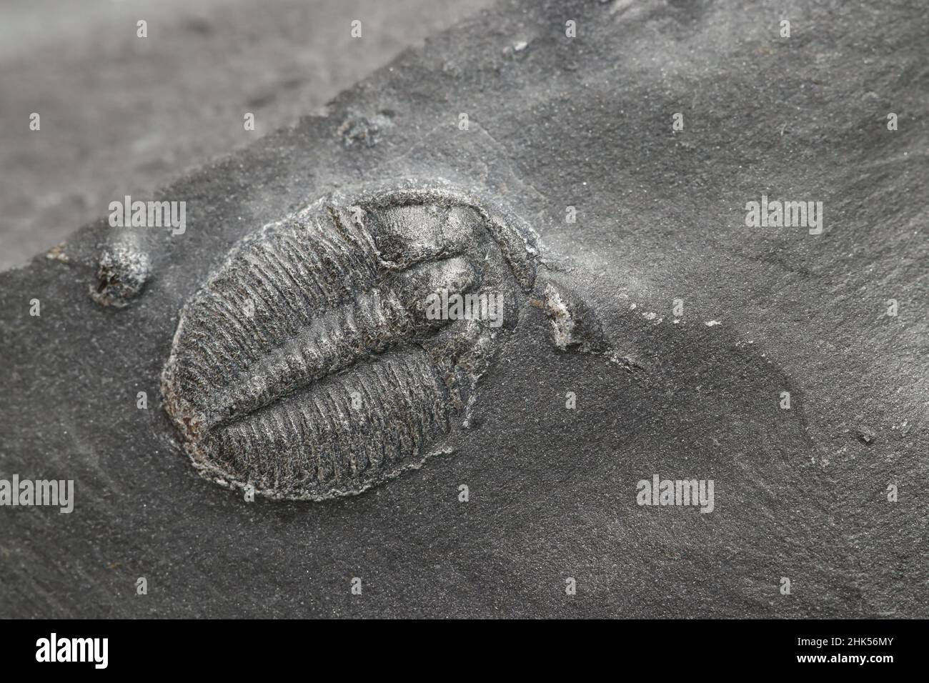 Elrathia kingii Fósil de Trilobita en piedra de esquisto (edad cambriana). (desf. superficial) Foto de stock