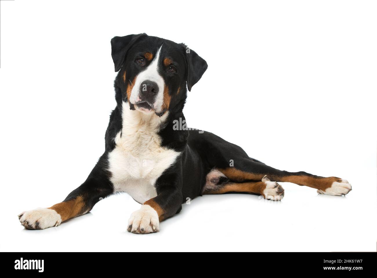 Perro suizo de montaña aislado sobre blanco Foto de stock