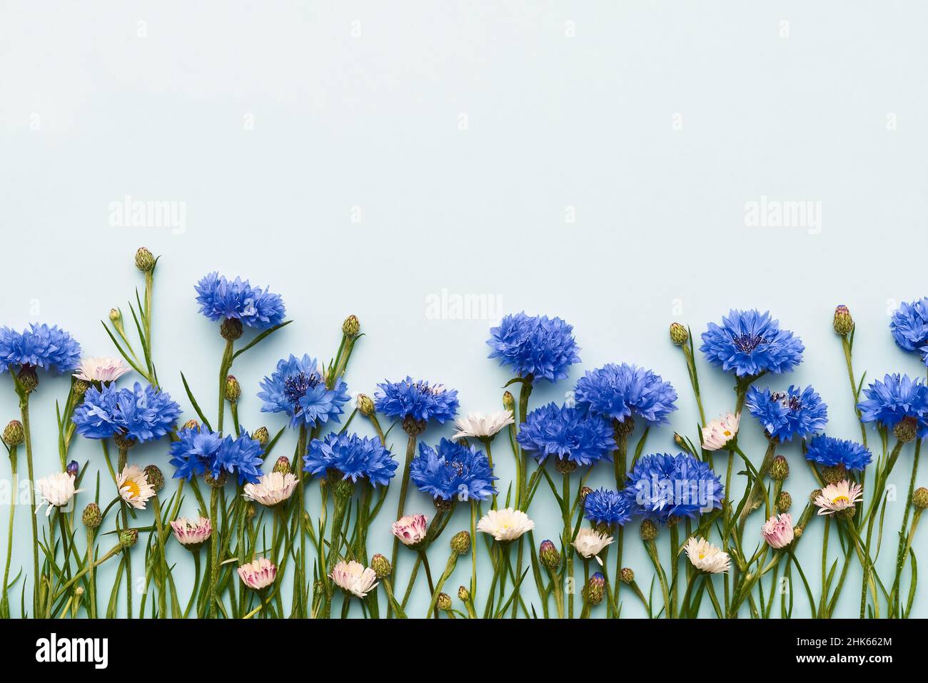 Flores azules de maíz y margaritas sobre un fondo azul claro. Tarjeta de felicitación, concepto de verano. Vista superior, espacio de copia para texto Foto de stock
