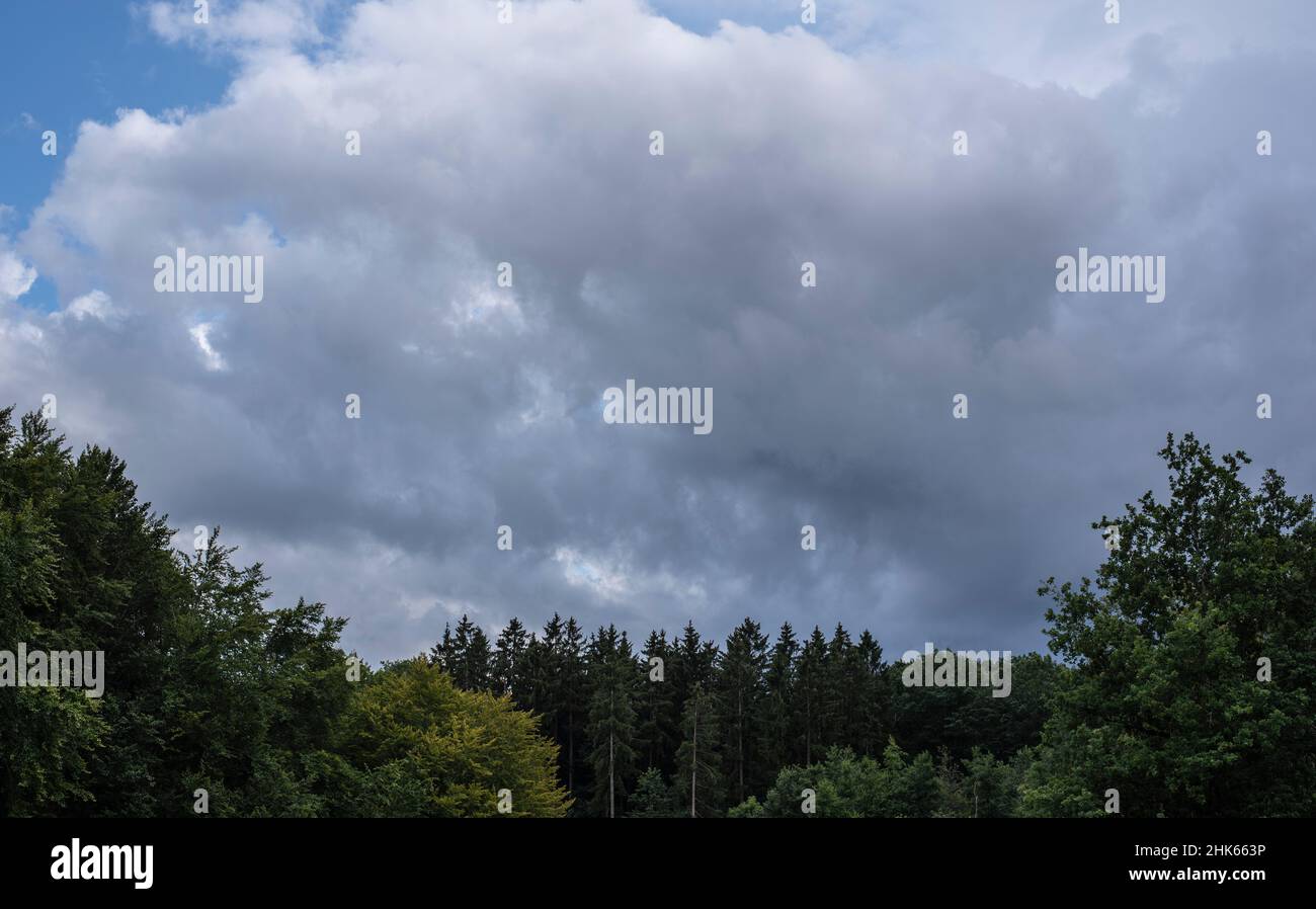 nubes de tormenta gris sobre un bosque mixto con árboles coníferas y caducifolios Foto de stock