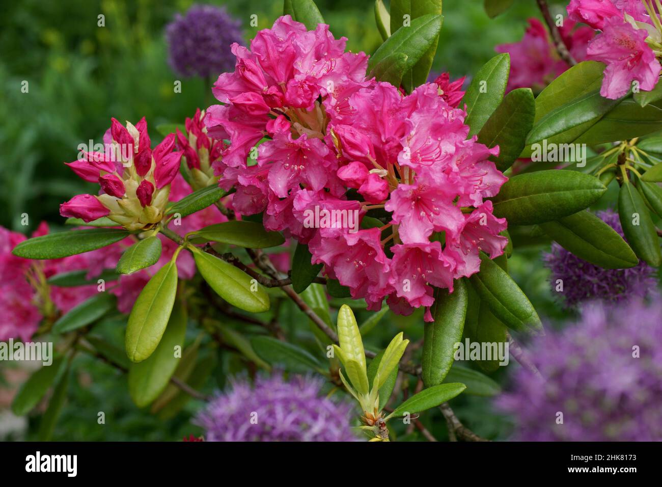 Flores carmesí sobre un fondo verde. Rhododendron yakushimanum. Foto de stock