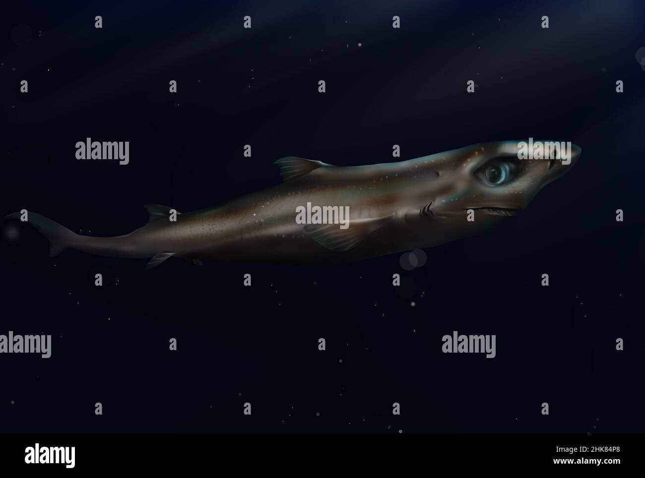 Tiburón linterna enano, Etmoterus perryi. Brilla en el océano oscuro Foto de stock