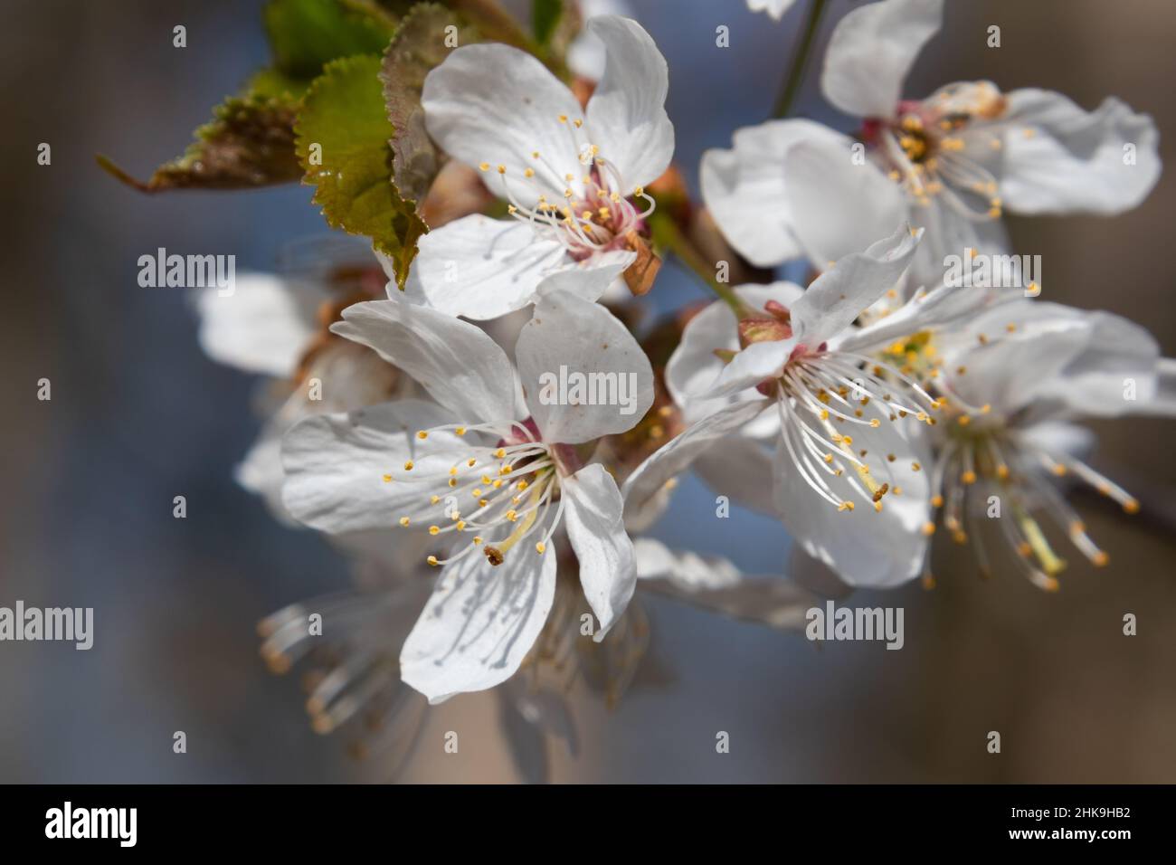 Kirschblüten Foto de stock