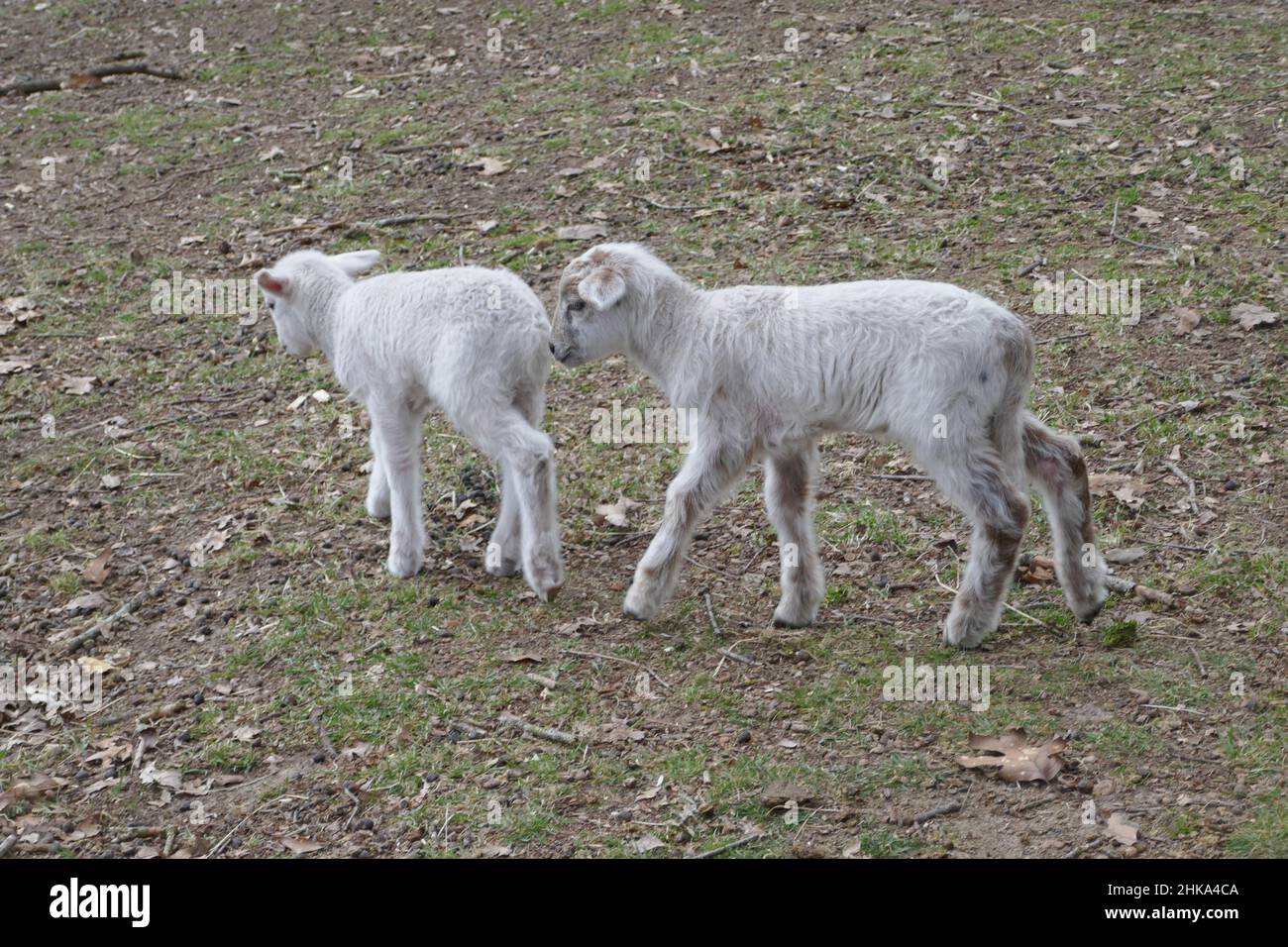 Dos corderos Kempische Heath caminan juntos a través de la reserva natural. Foto de stock