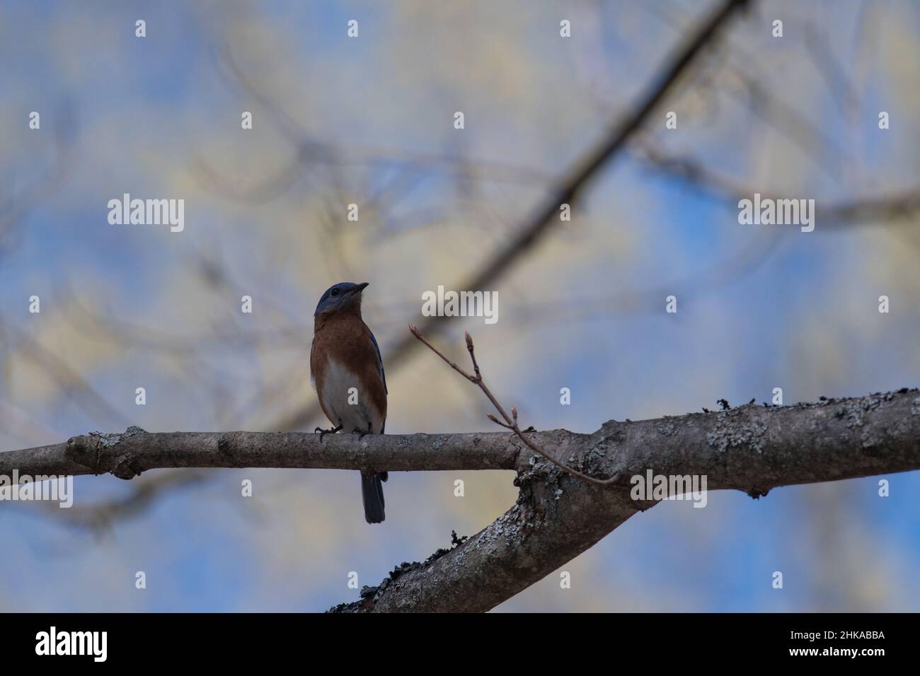 Bluebird del este en una rama de árboles en el parque estatal de PA Foto de stock