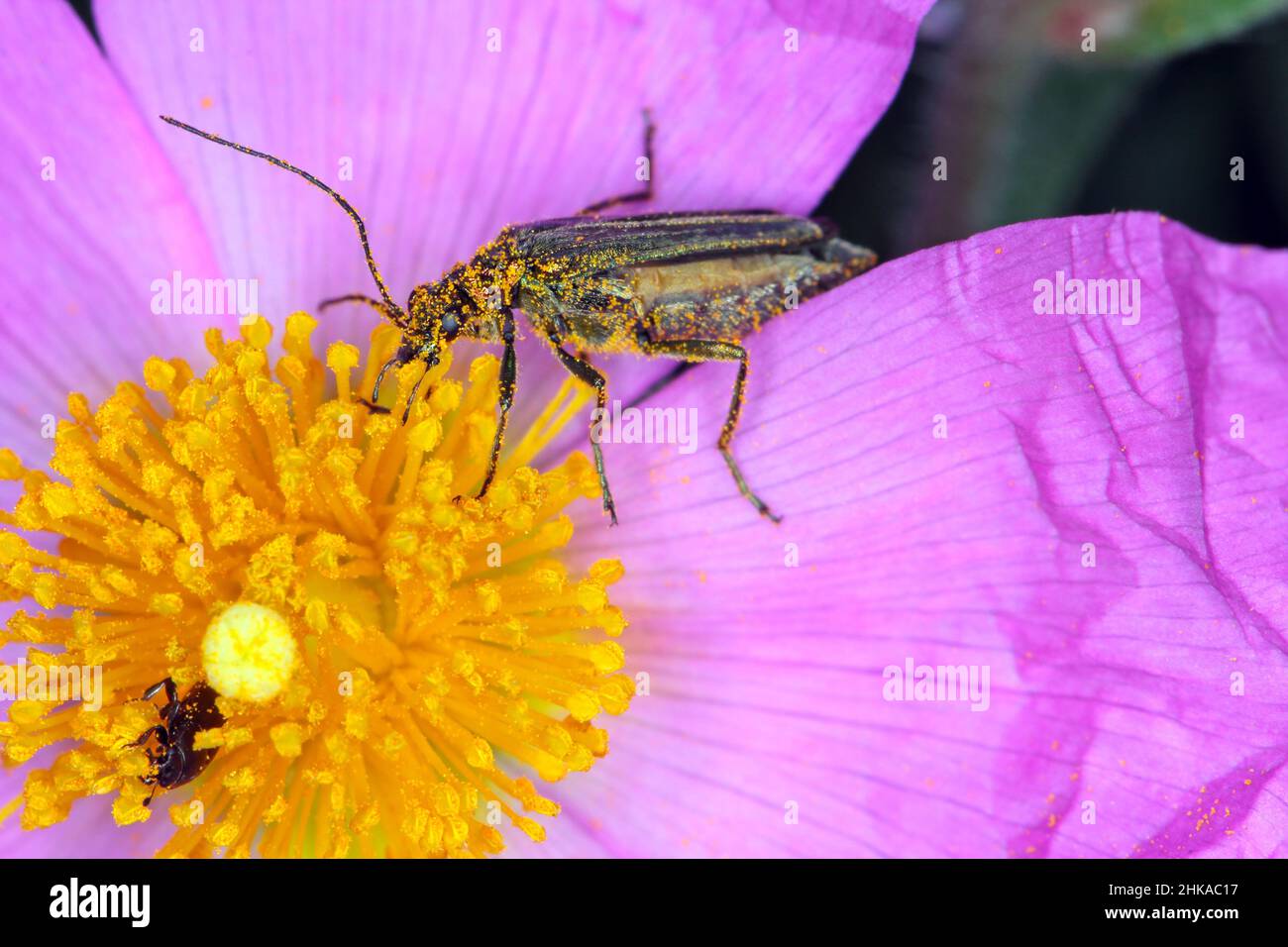 Oedemera nobilis, también conocido como el escarabajo de aceite falso, escarabajo de flor de patas gruesas o escarabajo hinchado, familia Oedemeridae, una especie común. Foto de stock