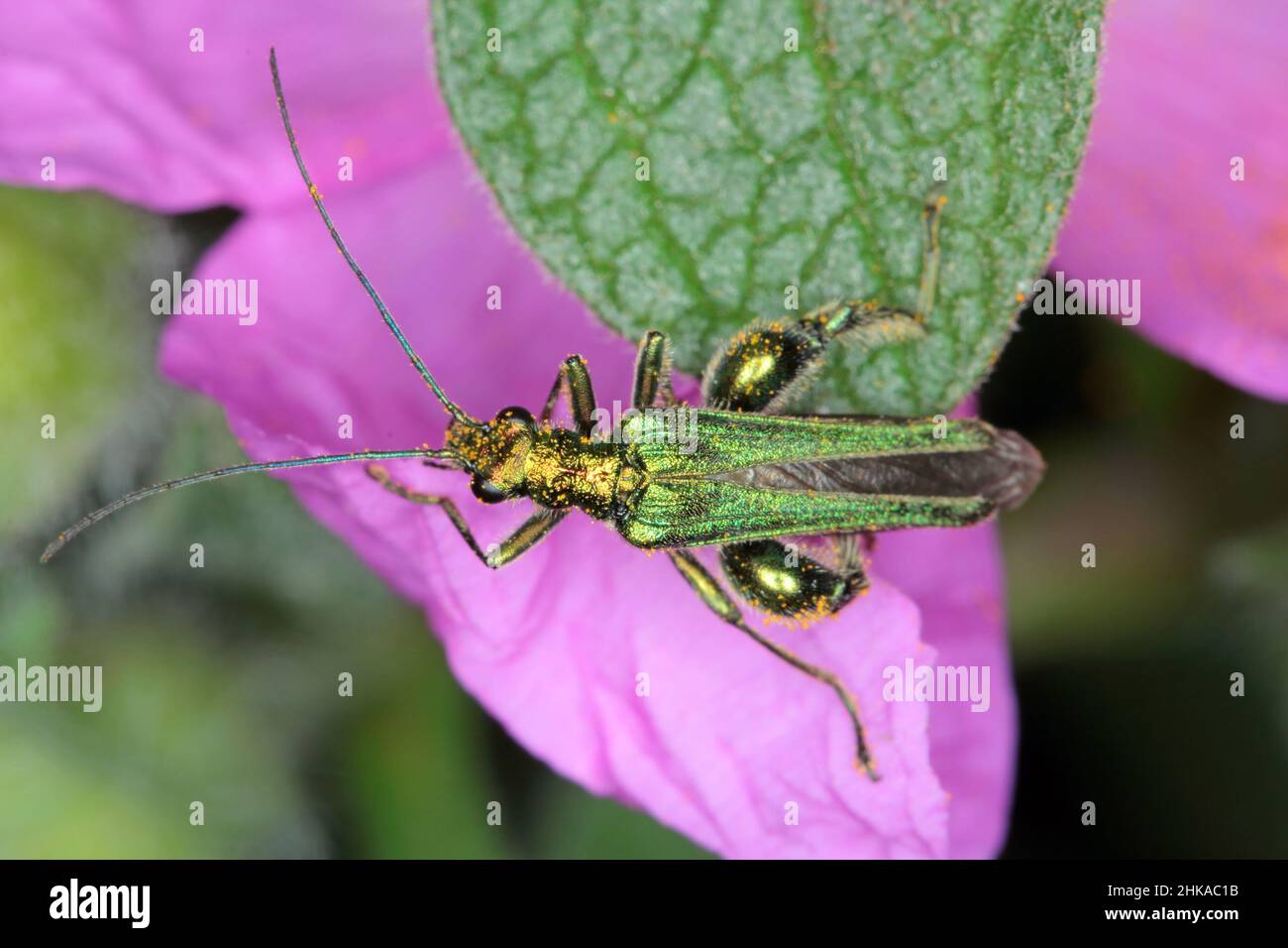 Oedemera nobilis, también conocido como el escarabajo de aceite falso, escarabajo de flor de patas gruesas o escarabajo hinchado, familia Oedemeridae, una especie común. Foto de stock