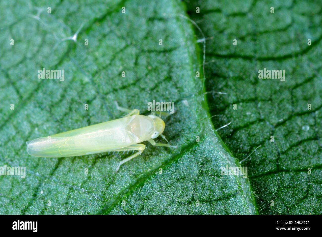 Leaf hopper Edwardsiana flavescens en una superficie de hoja Foto de stock