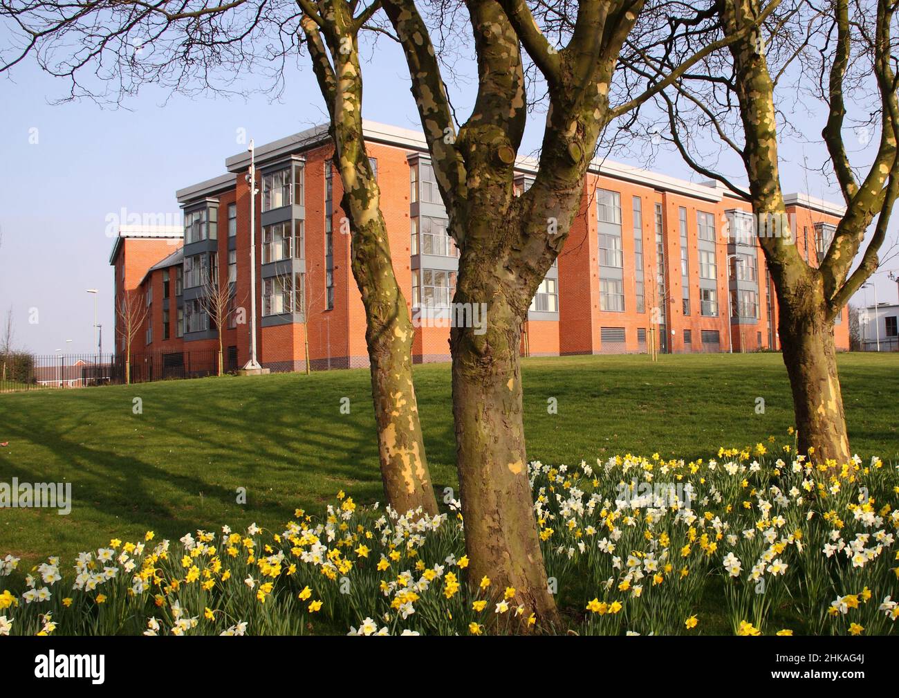 Los narcisos florecen frente a un moderno bloque de apartamentos en Wolverhampton, West Midlands, Inglaterra, Reino Unido, cielo azul Foto de stock