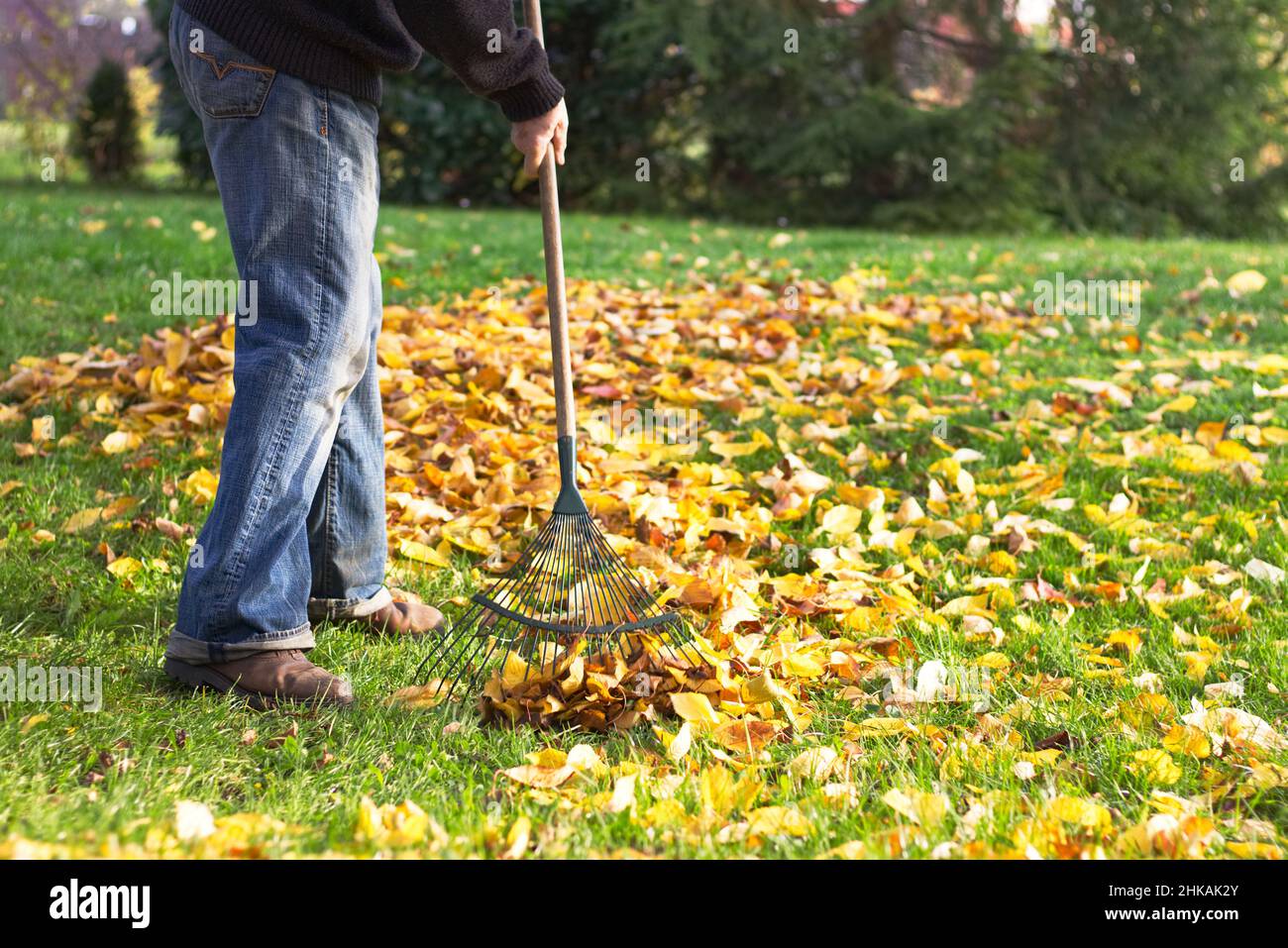 Rastrillar hojas caídas en el jardín. Hombre sosteniendo un rastrillo y limpiando el césped de las hojas durante la temporada de otoño Foto de stock