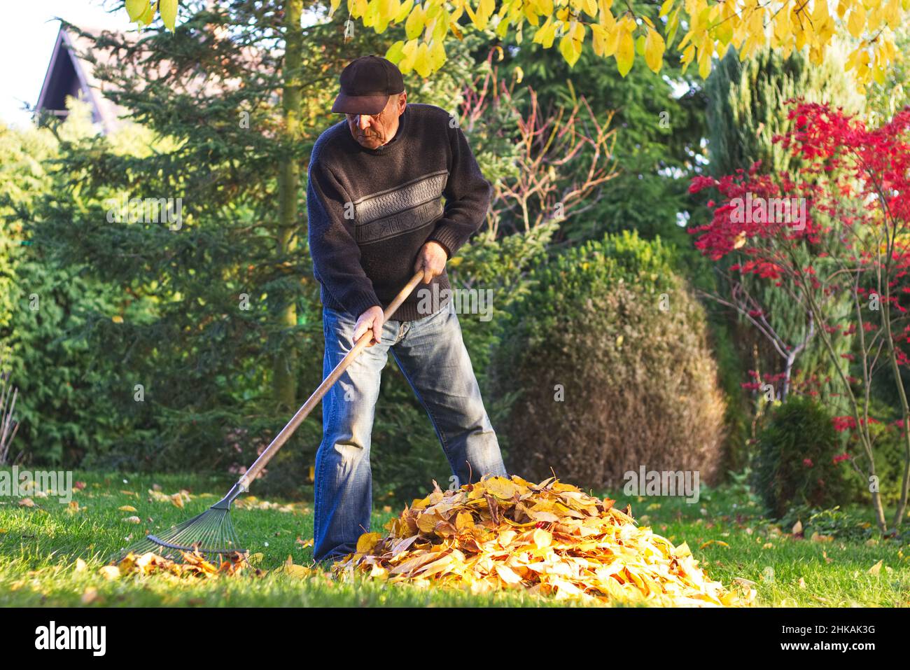 El hombre mayor que rastriaba hojas caídas en el jardín en otoño. Jardinero trabajando en su jardín durante la temporada de otoño. Foto de stock