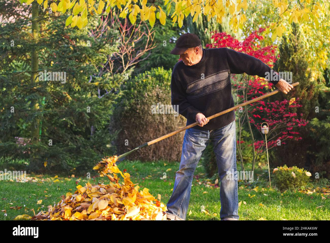 Jardinero rastrillado de hojas caídas en el jardín en otoño. Viejo granjero trabajando en su jardín durante la temporada de otoño. Foto de stock