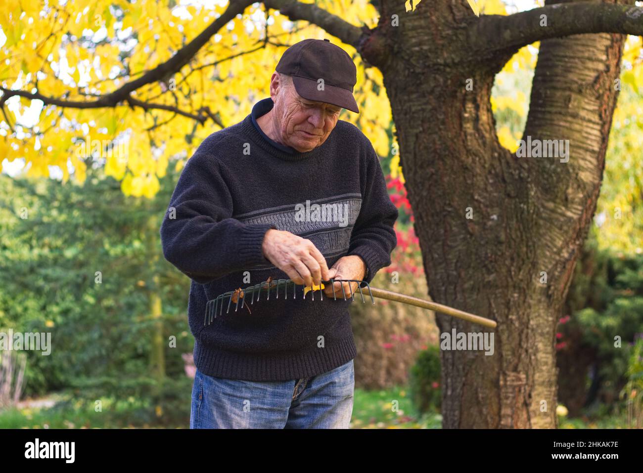 Retrato de un hombre mayor sonriente durante la limpieza del rastrillo de las hojas en otoño. El viejo granjero que rastriaba las hojas caídas en el jardín Foto de stock
