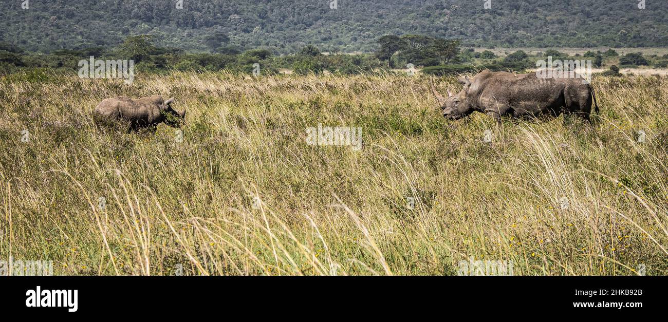 Vista de rinocerontes blancos, madre y ternero, de pie cara a cara en los pastizales de la sabana del Parque Nacional de Nairobi, cerca de Nairobi, Kenia Foto de stock