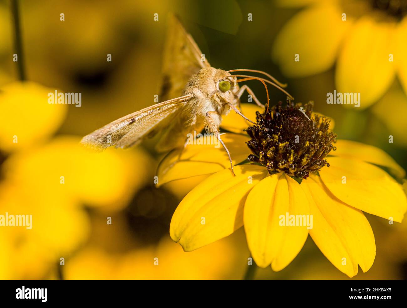 Una mariposa de ojos verdes en la flor amarilla grande Foto de stock