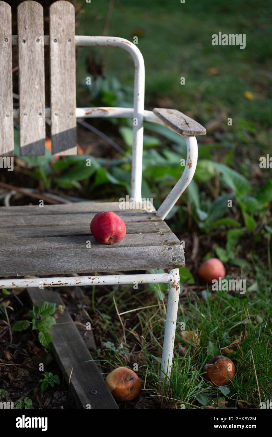Una vieja silla de jardín y manzanas rojas caídas Foto de stock