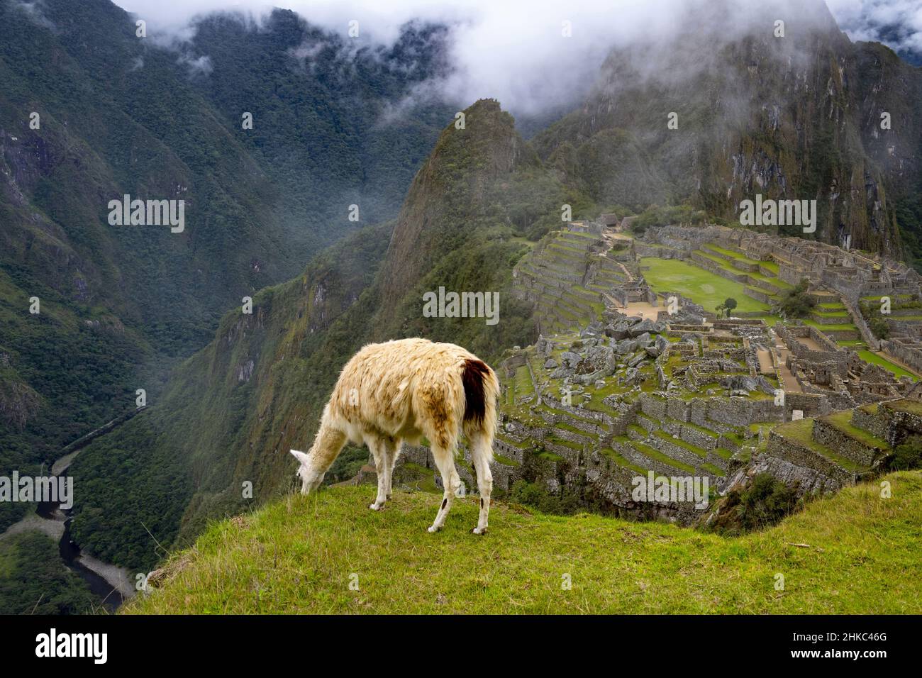 La llama en Machu Picchu, Perú Foto de stock
