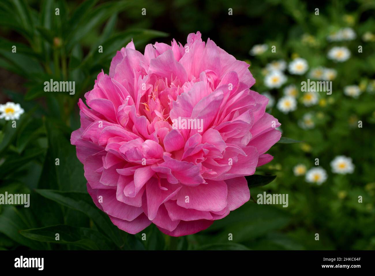 Paeonia Joker. Flor de peonías rosa doble. Paeonia lactiflora (peonía china o peonía común de jardín). Hermosas peonías rosadas creciendo en el jardín. Foto de stock
