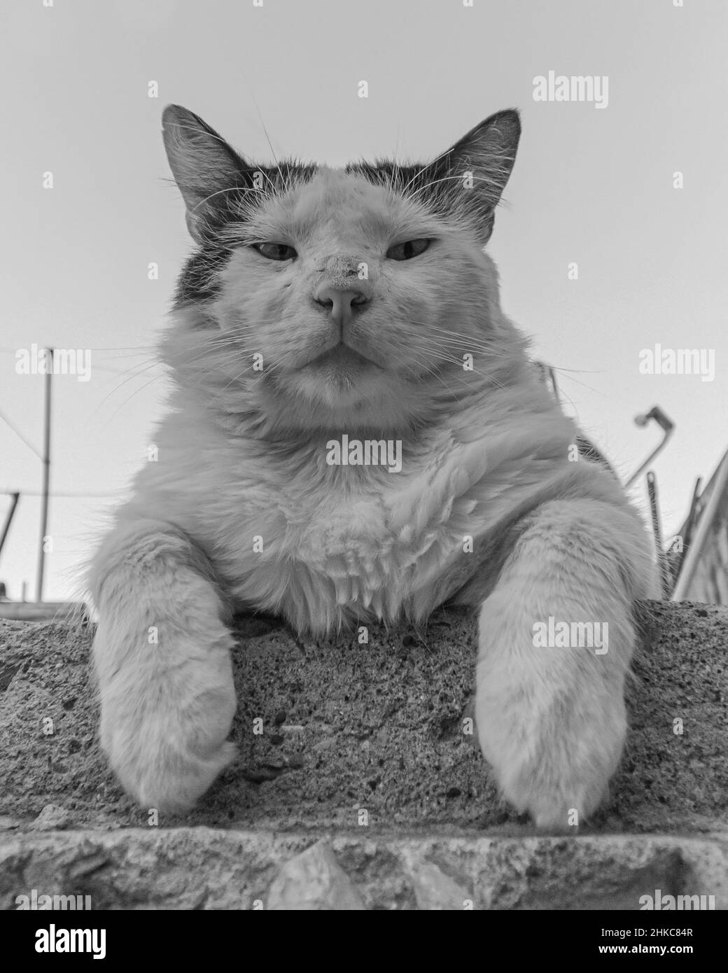 Gato En Concreto Fotografías E Imágenes De Alta Resolución Alamy