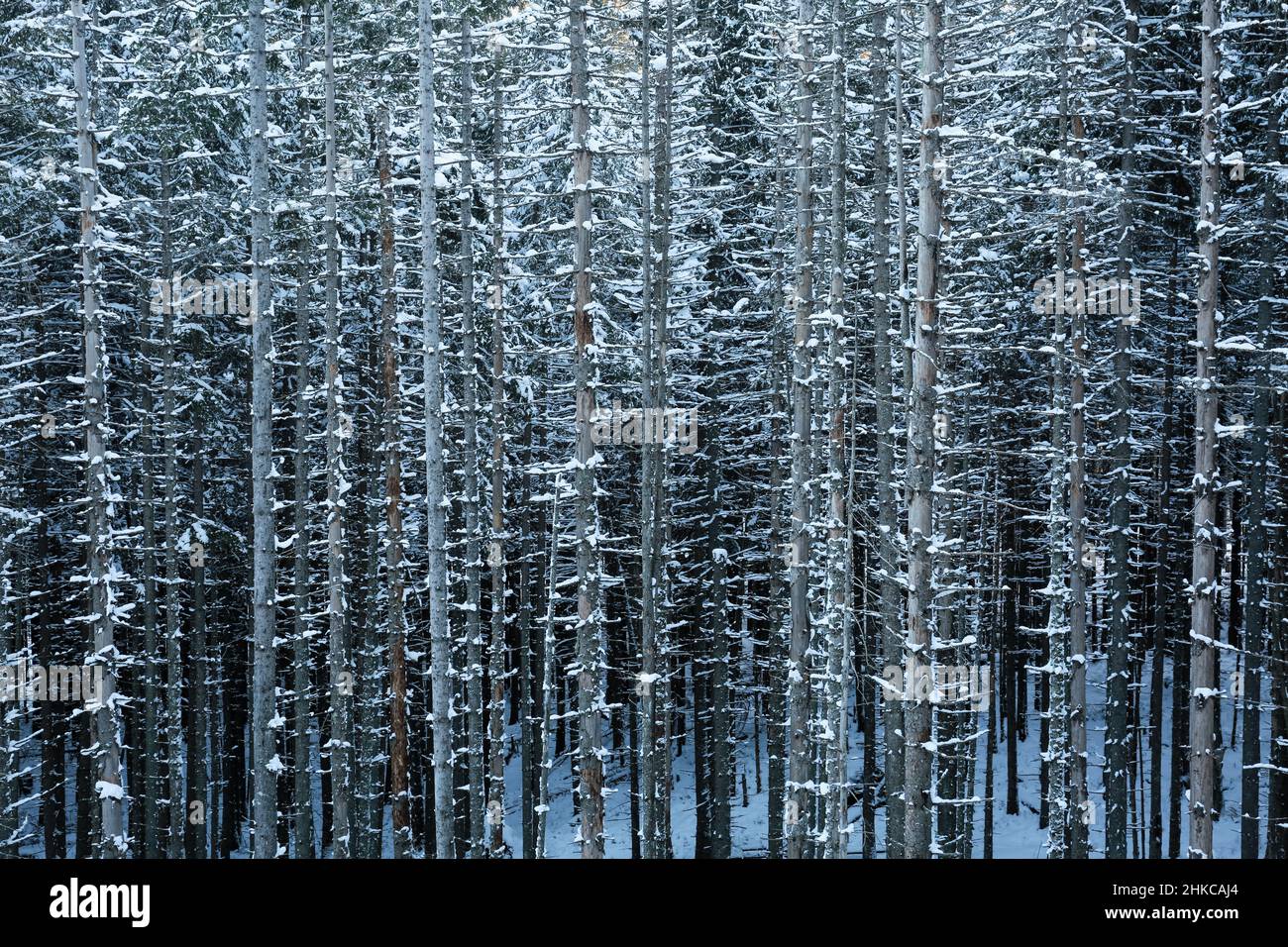 Zakopane, Polonia. 24 de enero de 2022. Un denso bosque de abetos altos, rectos y nevados. Crédito: Waldemar Sikora Foto de stock
