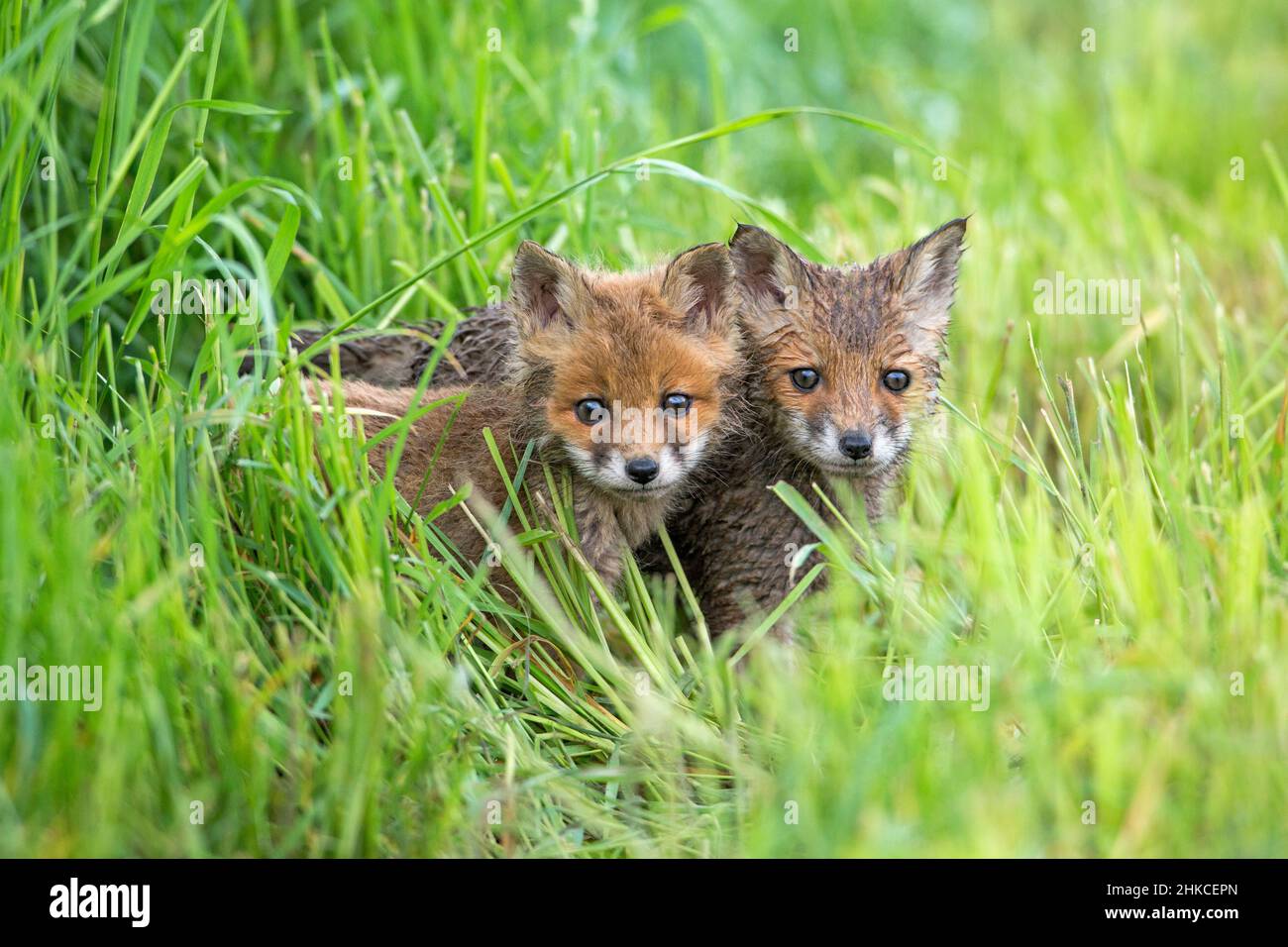 European Rd Fox (Vulpes vulpes) Dos cachorros alerta en la pradera, Alemania Foto de stock