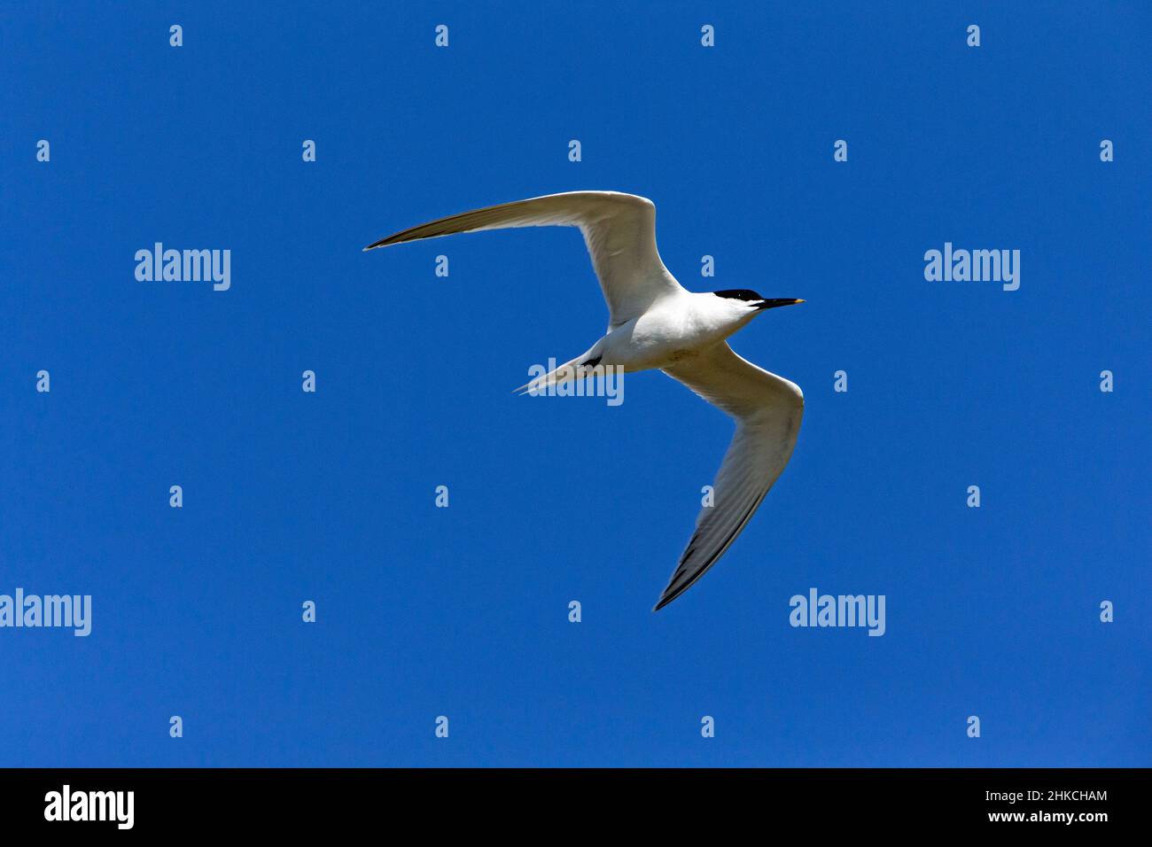 Sándwich Tern (Sterna sandvicensis) en vuelo, Isla de Texel, Holanda, Europa Foto de stock