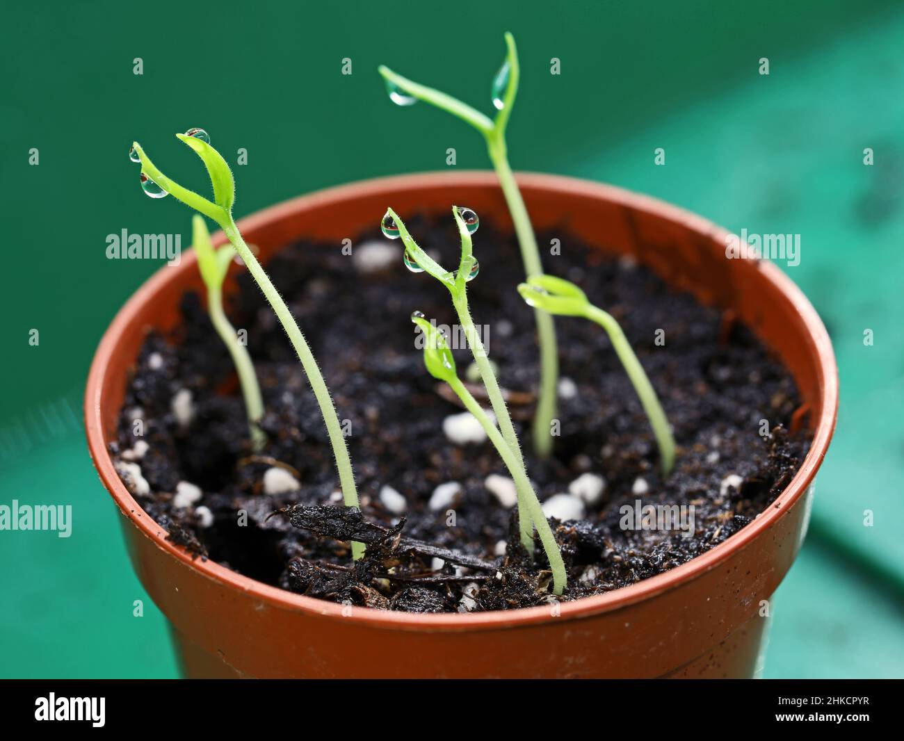 Cultivo de chile fotografías e imágenes de alta resolución - Alamy