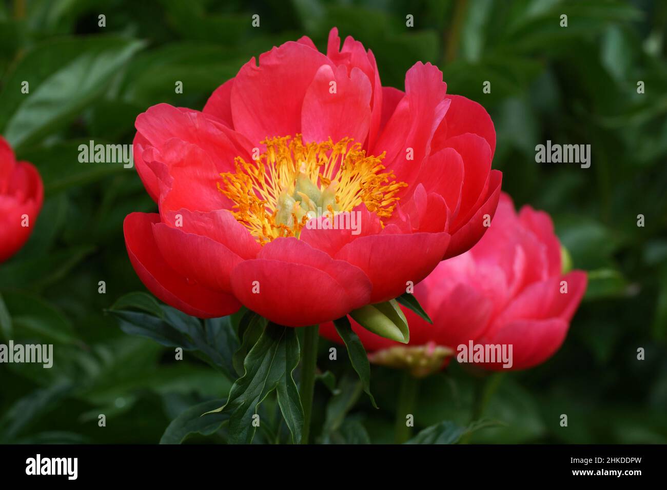 Paeonia Paula Fay. Flor de peonías rosa semi-doble. Foto de stock
