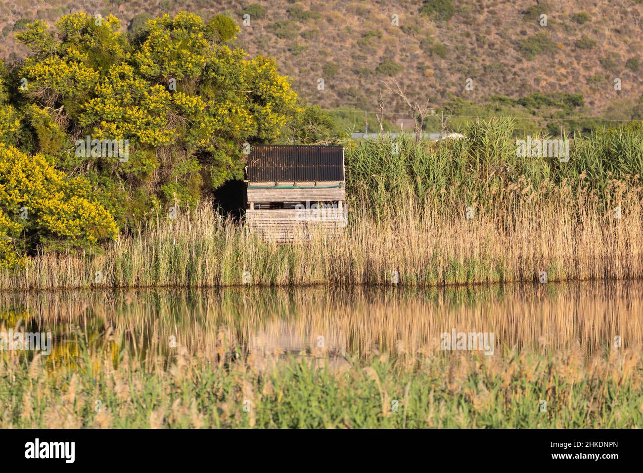 Una de las aves se esconde en la reserva natural Vrolijkheid cerca de McGregor, Cabo Occidental, Sudáfrica Foto de stock