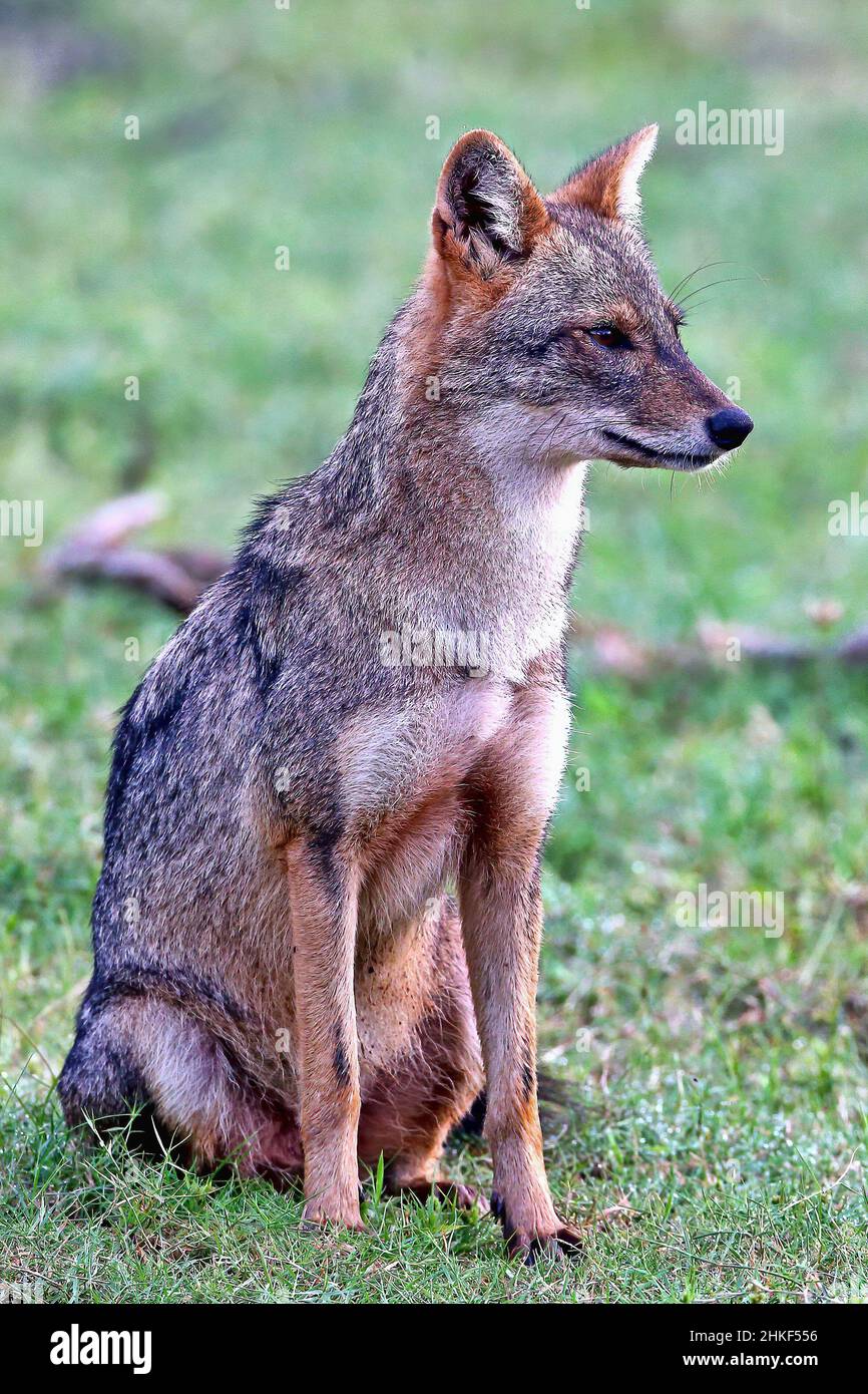 Rumania. Golden jackal (Canis aureus) sentado en un césped Foto de stock