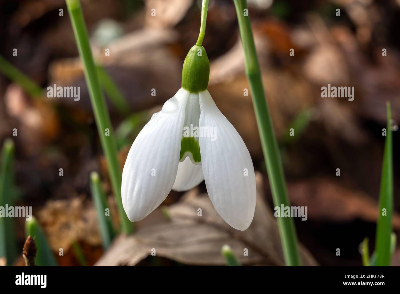 Galanthus 'Galatea' (nevada) Una planta de flores bulbosas de invierno de primavera doble con una flor blanca verde de primavera en enero, foto imagen de stock Fotografía de stock - Alamy Galanthus 'Galatea' (nevada) Una planta de flores bulbosas de invierno de primavera doble con una flor blanca verde de primavera en enero, foto imagen de stock Fotografía de stock - Alamy