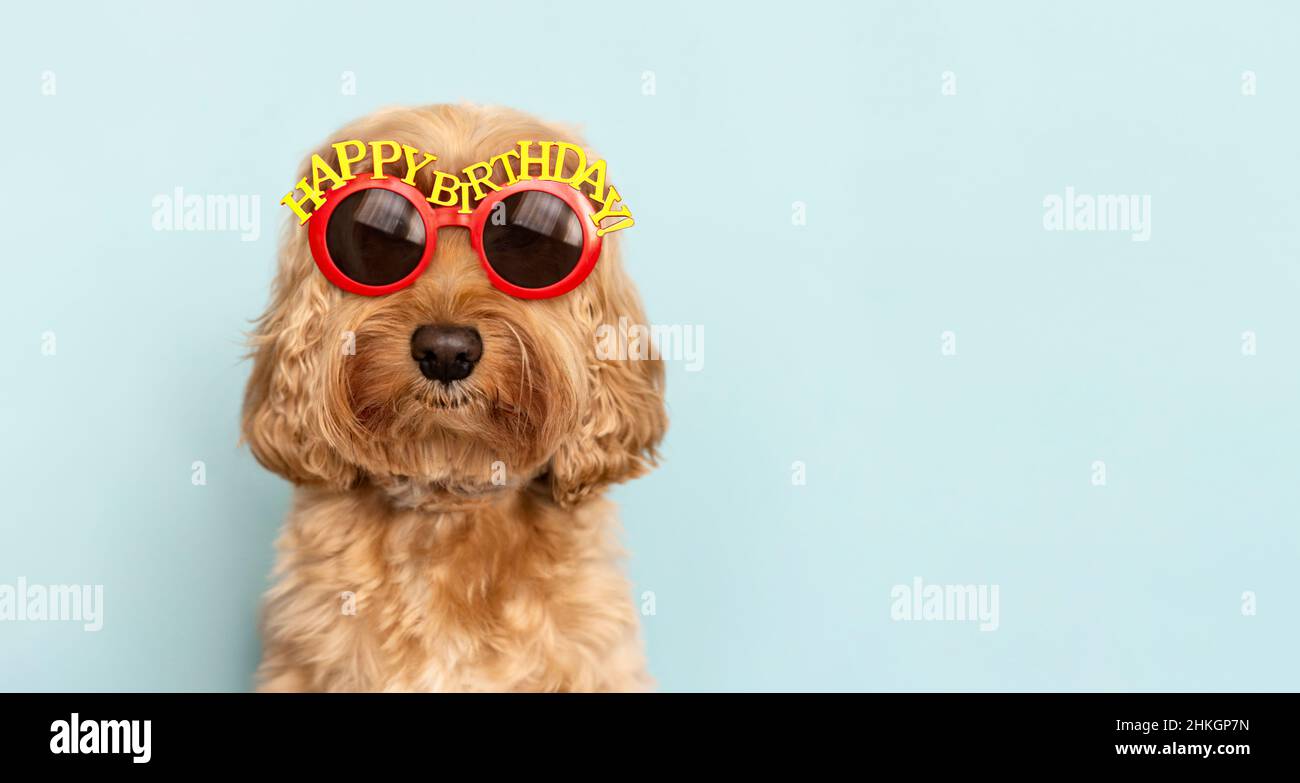 Divertido perro celebrando con felices gafas de sol de cumpleaños Foto de stock