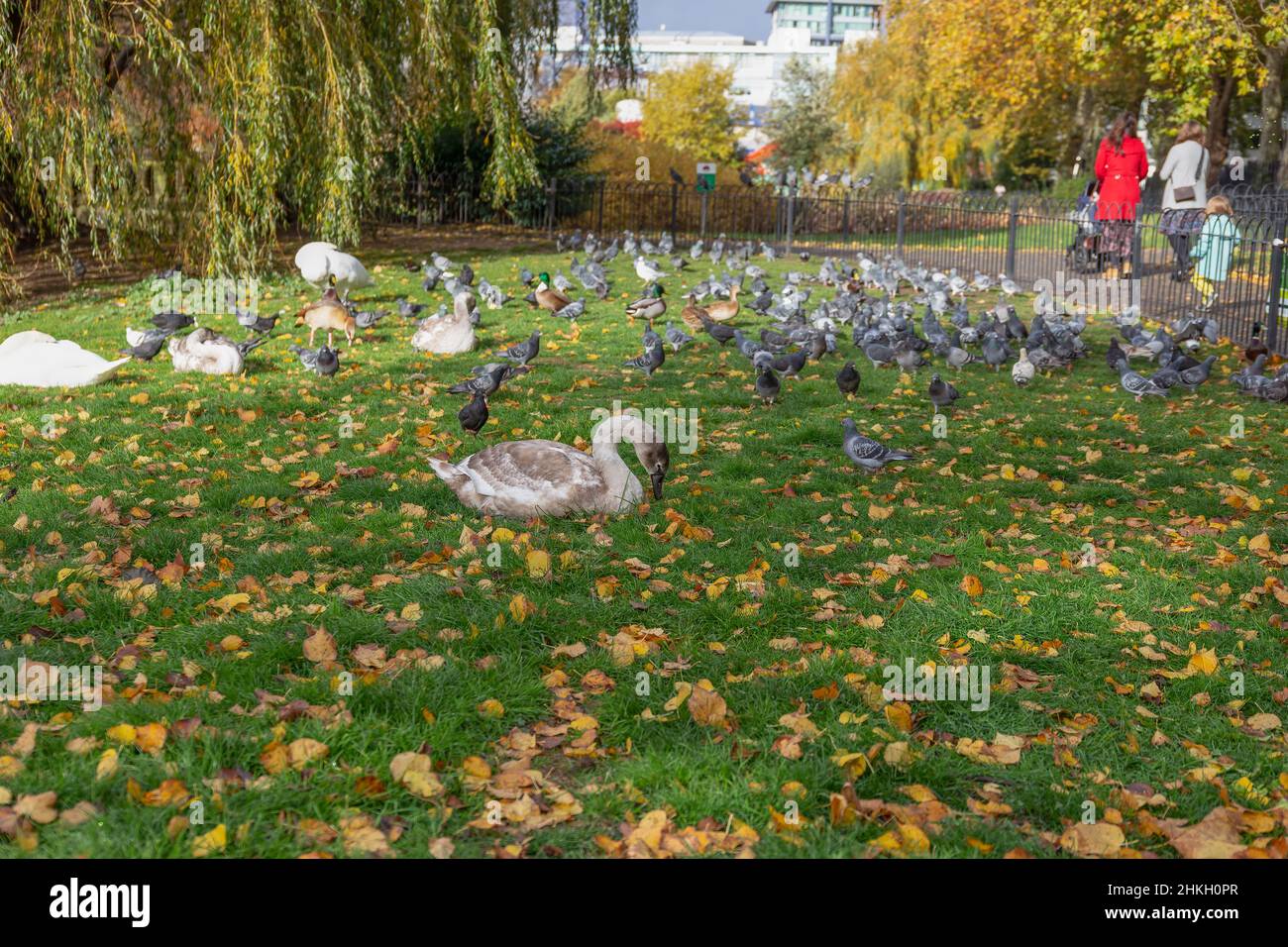 Cisnes, patos, gansos y palomas en King George's Park, Wandsworth, Londres, Inglaterra Foto de stock