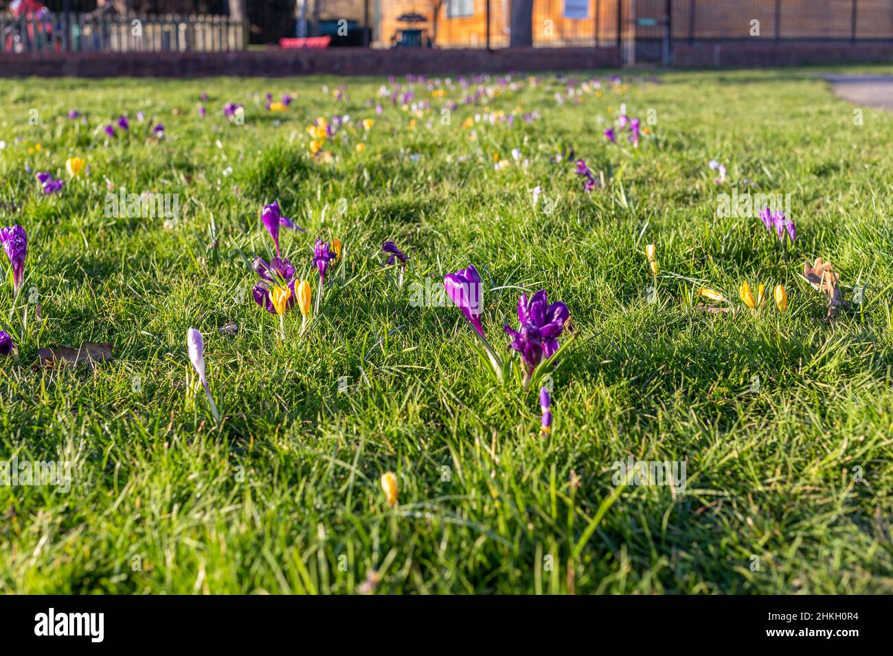 Flores Crocus en King George's Park, Wandsworth, Londres Foto de stock