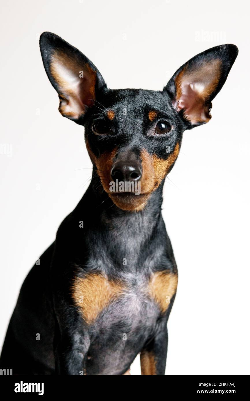 Primer plano retrato del perro pinscher en miniatura con enfermedad sintomática - displasia folicular o patrón de alopecia. Concepto de cuidado de la salud, piel y mascota p Foto de stock