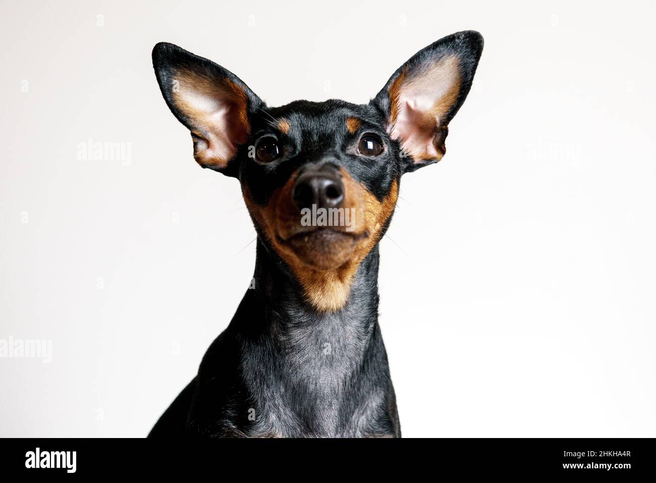 Primer plano retrato del perro pinscher en miniatura con enfermedad sintomática - displasia folicular o patrón de alopecia. Concepto de cuidado de la salud, piel y mascota p Foto de stock