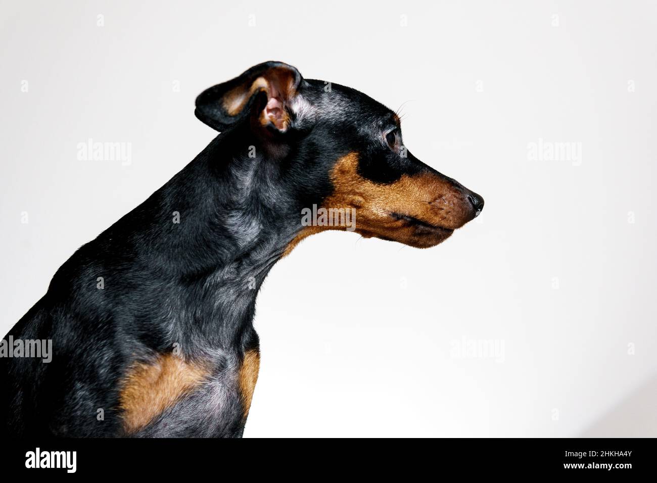Enfermedad de la piel canina fotografías e imágenes de alta resolución -  Alamy