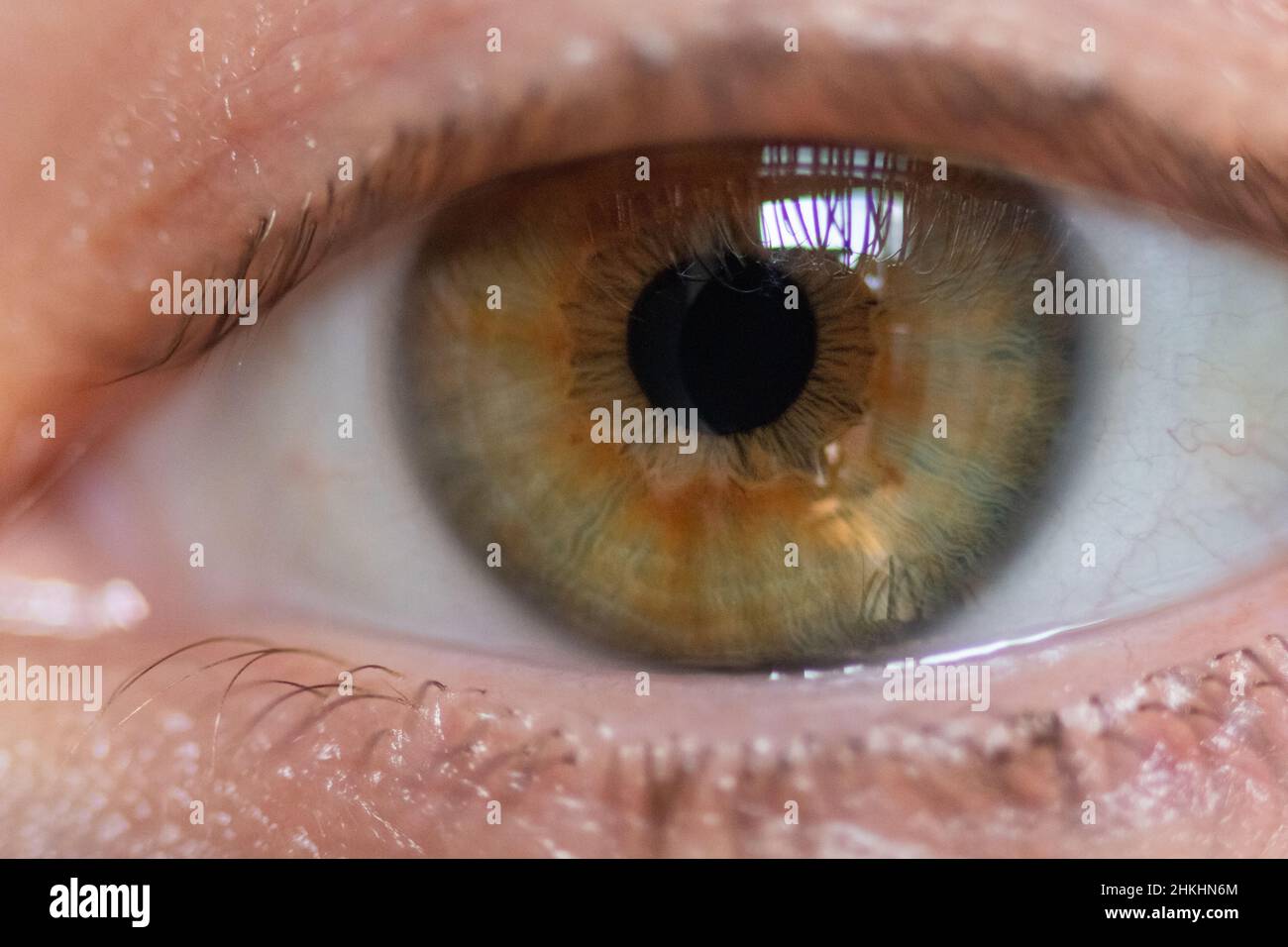 Ojos verdes iris fotografías e imágenes de alta resolución - Alamy