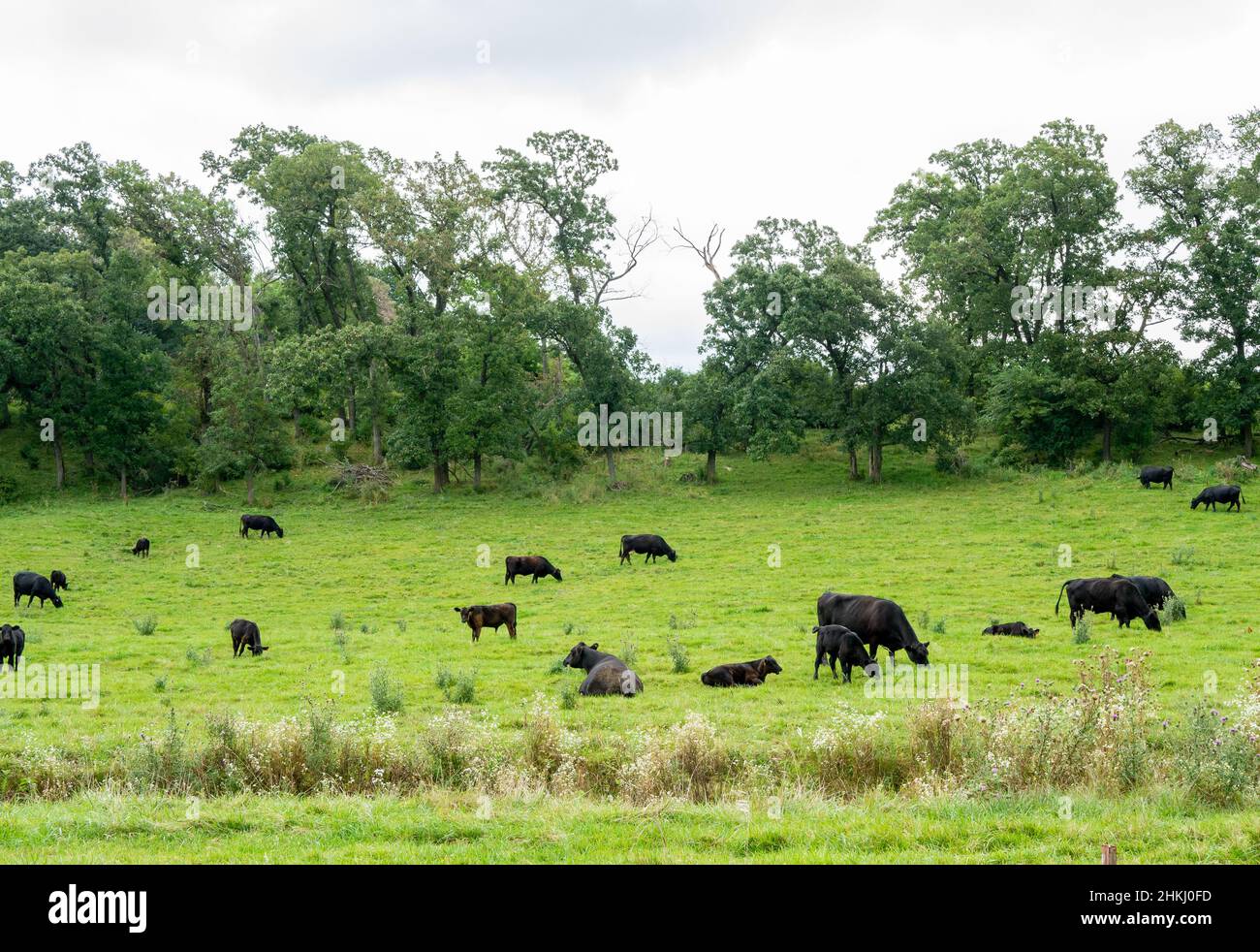 Una manada de Ganado de Angus pastando pacíficamente en un pasture verde.on un día nublado en Minnesota Foto de stock