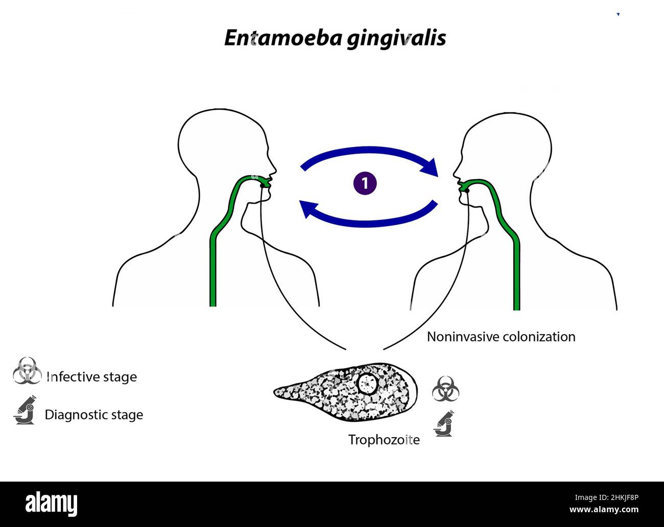 Ciclo De Vida De La Entamoeba Gingivalis