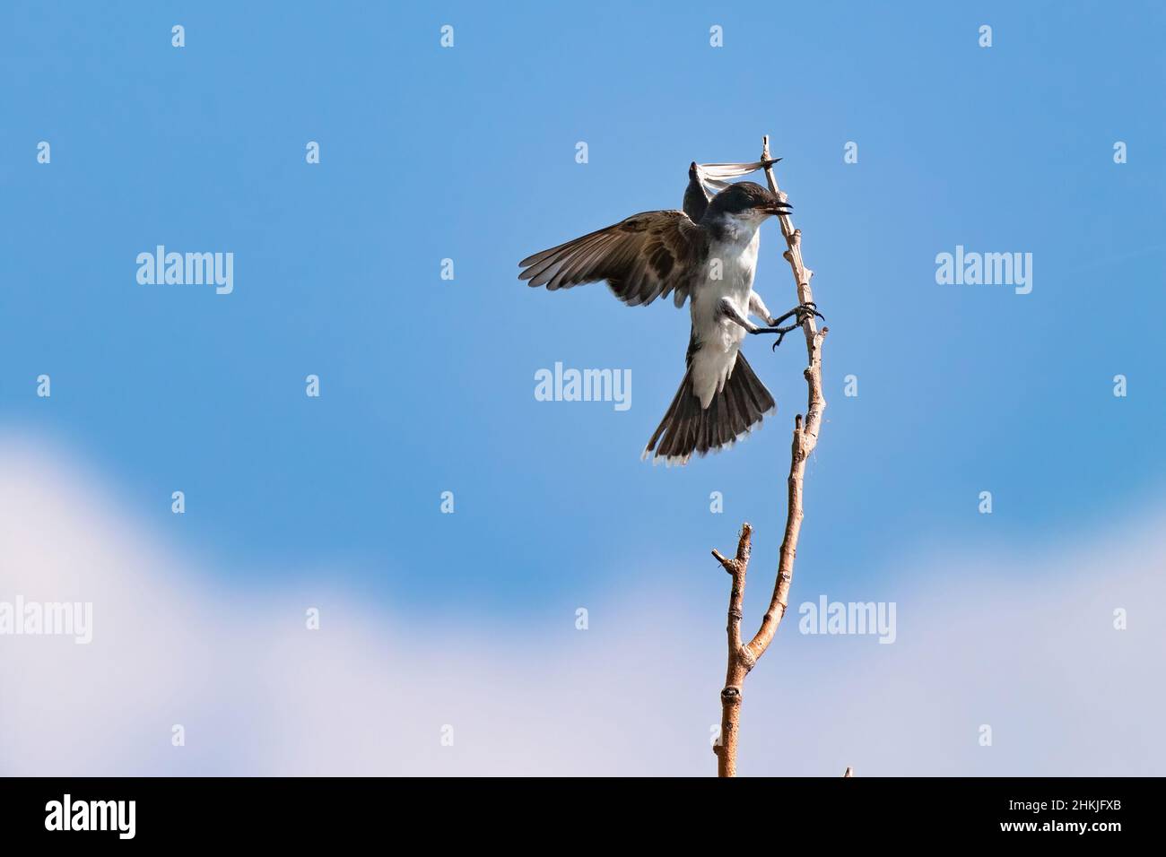 Un Kingbird del Este que se prepara para aterrizar en una rama delgada y alta enmarcada por el cielo azul por encima y las nubes blancas suaves por debajo. Foto de stock