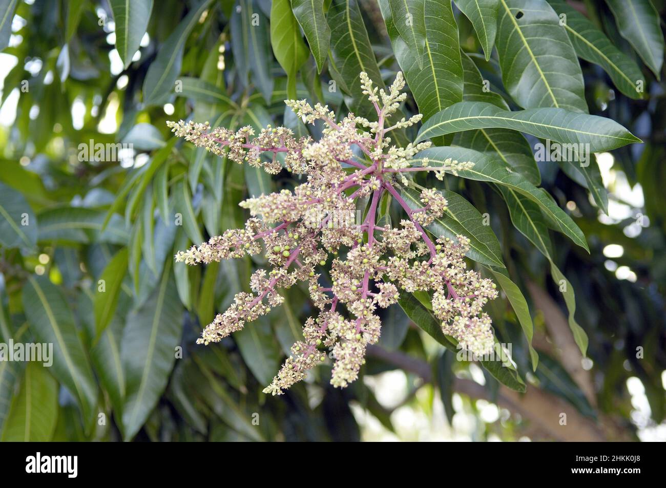 Árbol de mango (Mangifera indica), flores del árbol de mango, Brasil Foto de stock