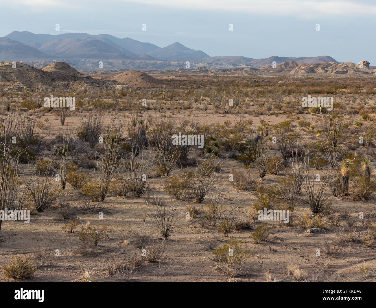 Invierno en el Desierto de Chihuahua. Foto de stock